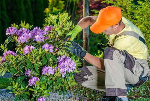 Healthy lawn maintenance in a Carshalton garden