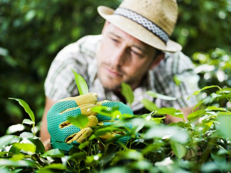Lawn care and garden maintenance services in Carshalton