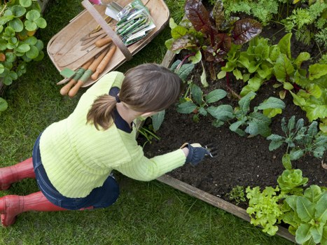 Autumn lawn aeration and repair in Carshalton