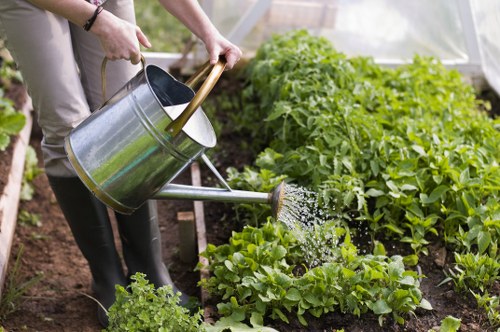 Professional hedge shaping and maintenance in Carshalton