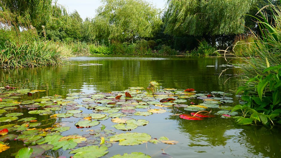 A tranquil pond landscape featuring a calm, reflective water surface dotted with lily pads, some with pink and red blossoms. Along the pond's edges, dense greenery including tall grasses, reeds, and v