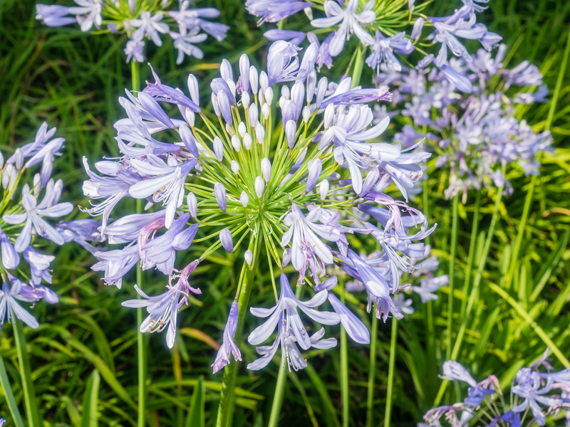 lawn maintenance garden