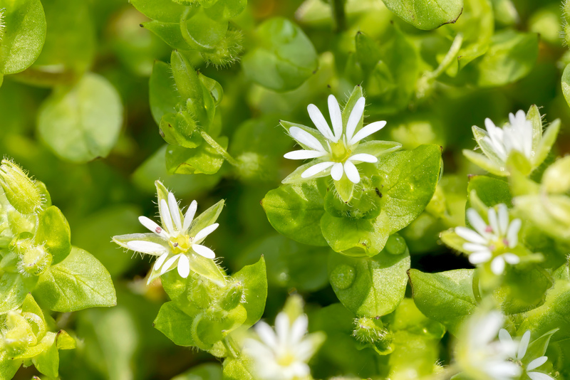 Garden lawn