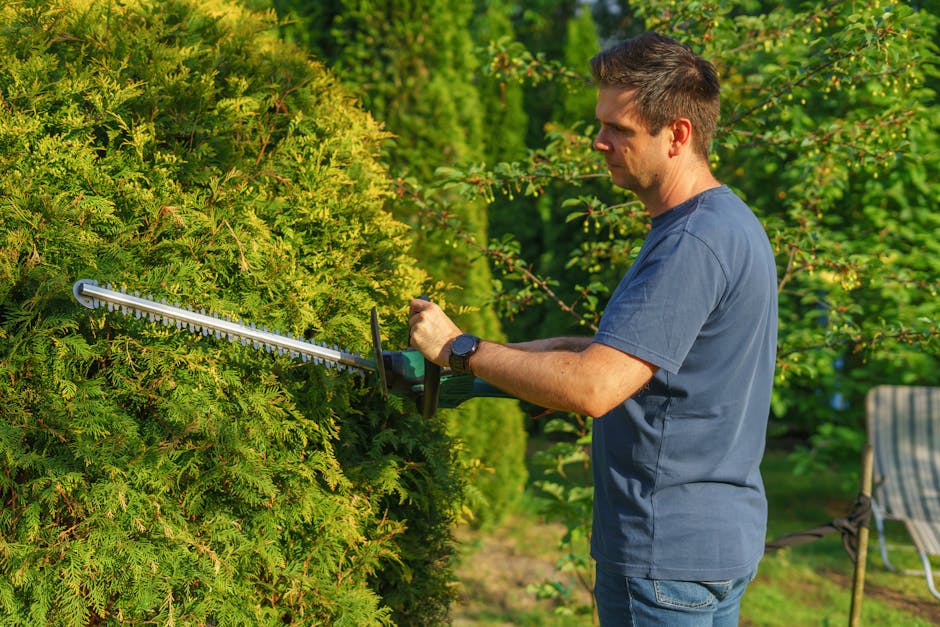 A man in a blue t-shirt trimming a dense, green hedge with electric hedge shears in a well-maintained garden. The hedge has a mix of light and dark green foliage, with some leaves showing new growth. 