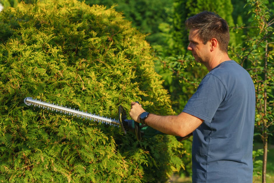 A man in a blue t-shirt trimming a dense, green hedge with electric hedge shears in a well-maintained garden. The hedge has a mix of light and dark green foliage, with some leaves showing new growth. 
